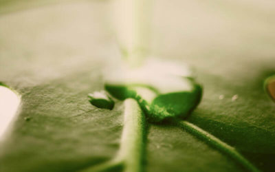 Participamos en las jornadas técnicas del Ágora Verde en Iberflora