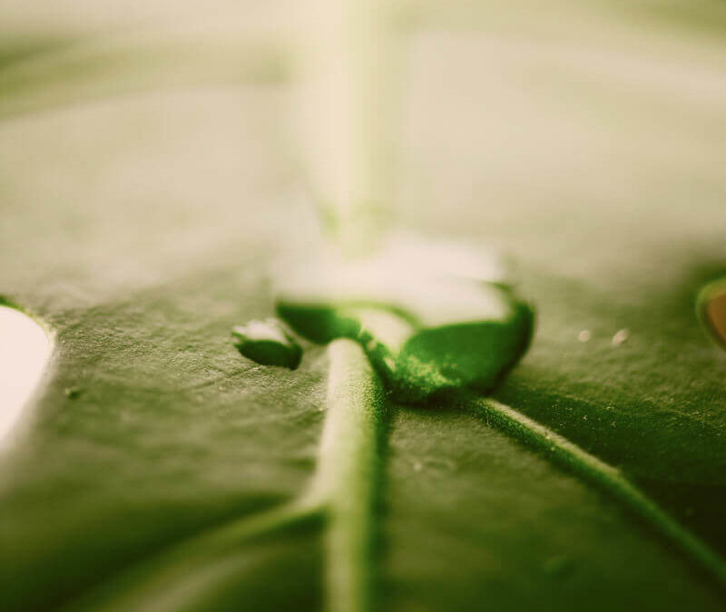 Participamos en las jornadas técnicas del Ágora Verde en Iberflora