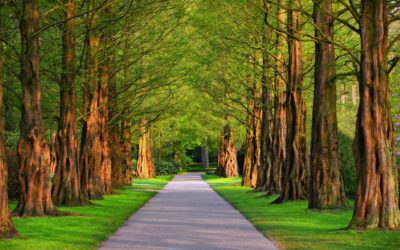 EFA La Malvesia y el European Platform for Urban Greening se reúnen en Praga para impulsar la innovación en espacios verdes urbanos